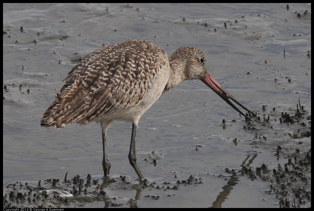 0424-080250-01.jpg - Marbled Godwit