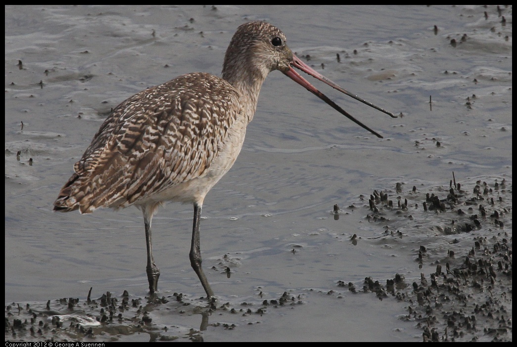 0424-080250-02.jpg - Marbled Godwit