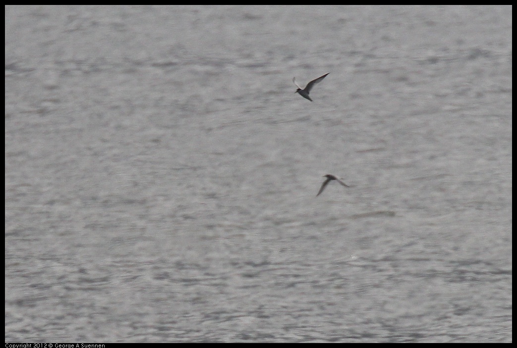 0424-080337-01.jpg - Least Tern