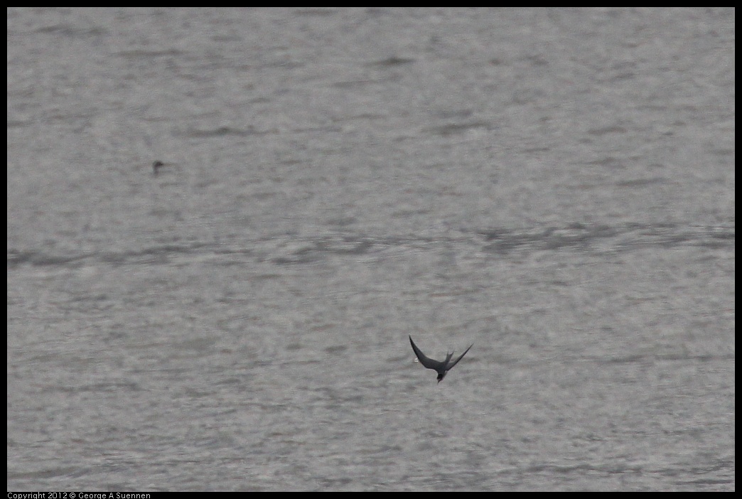 0424-080344-01.jpg - Least Tern