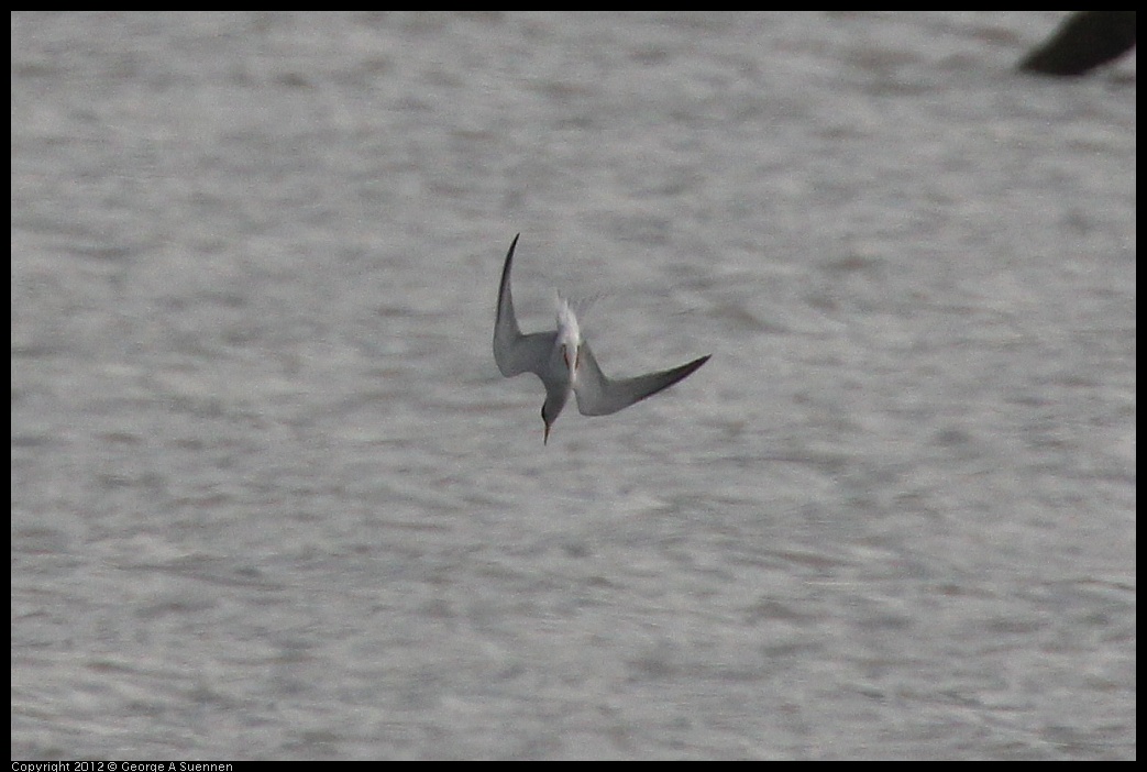 0424-080424-01.jpg - Least Tern