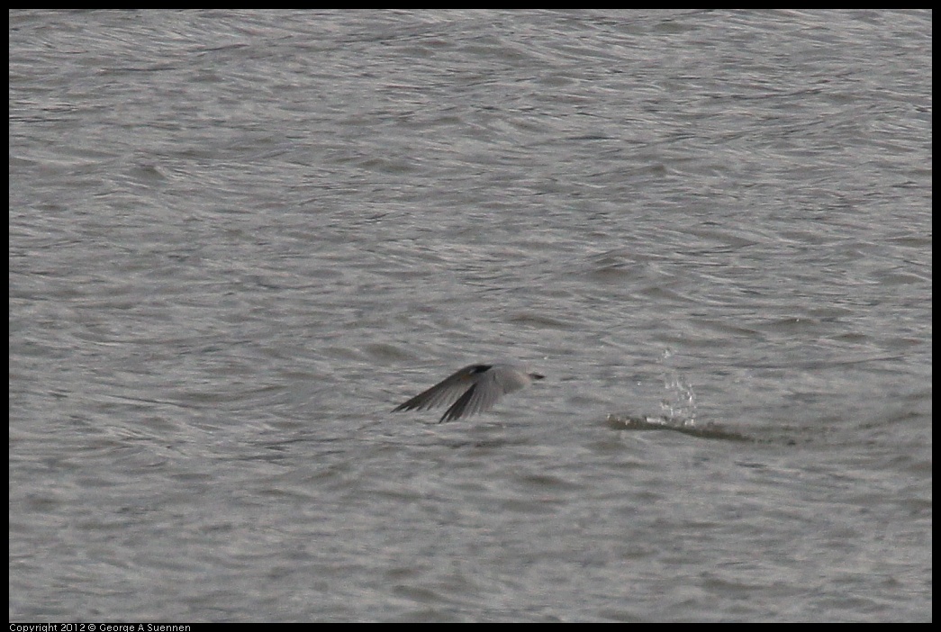 0424-080424-04.jpg - Least Tern