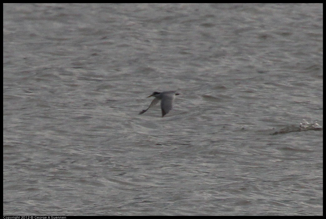 0424-080425-01.jpg - Least Tern