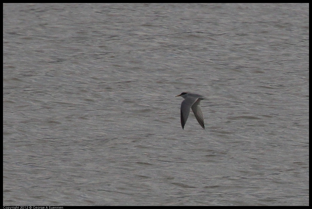 0424-080432-02.jpg - Least Tern