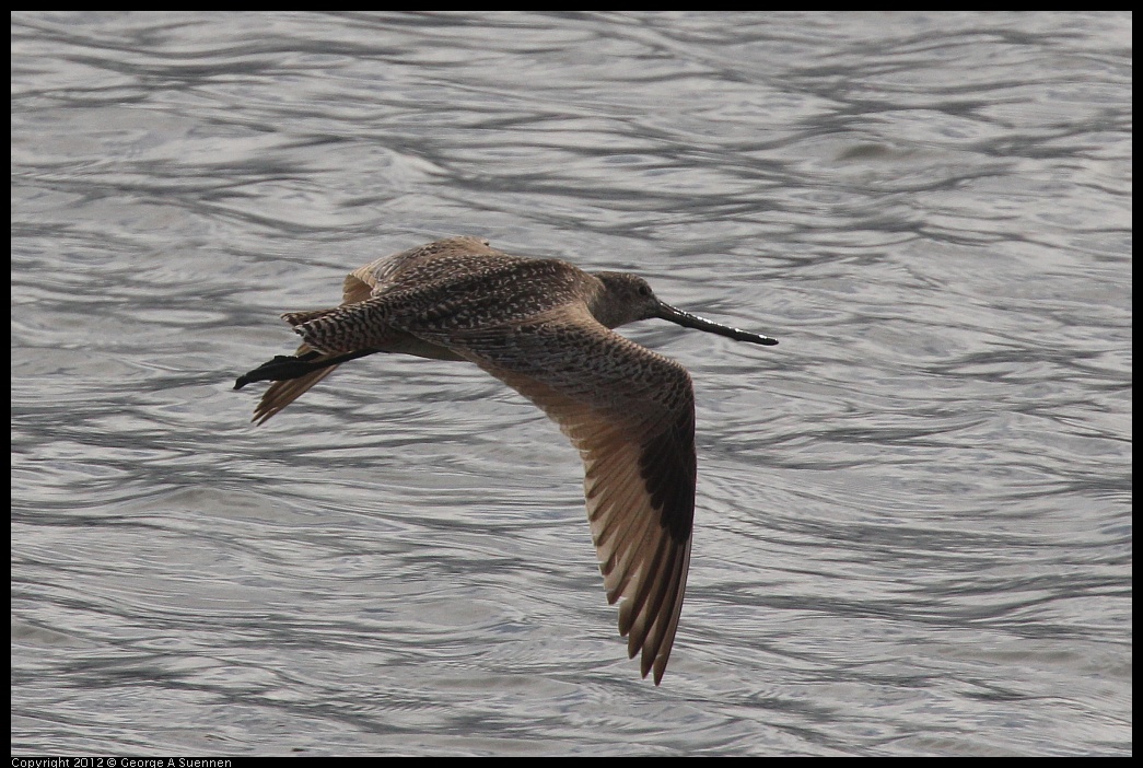 0424-080509-01.jpg - Marbled Godwit