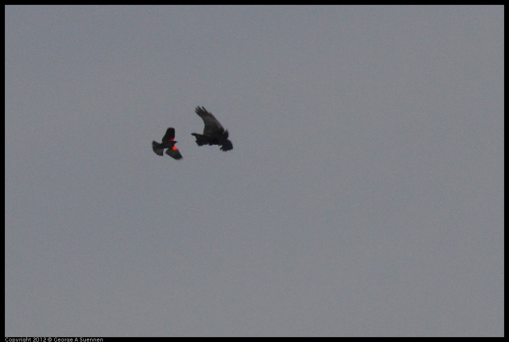 0424-080657-04.jpg - Red-winged Blackbird and Crow