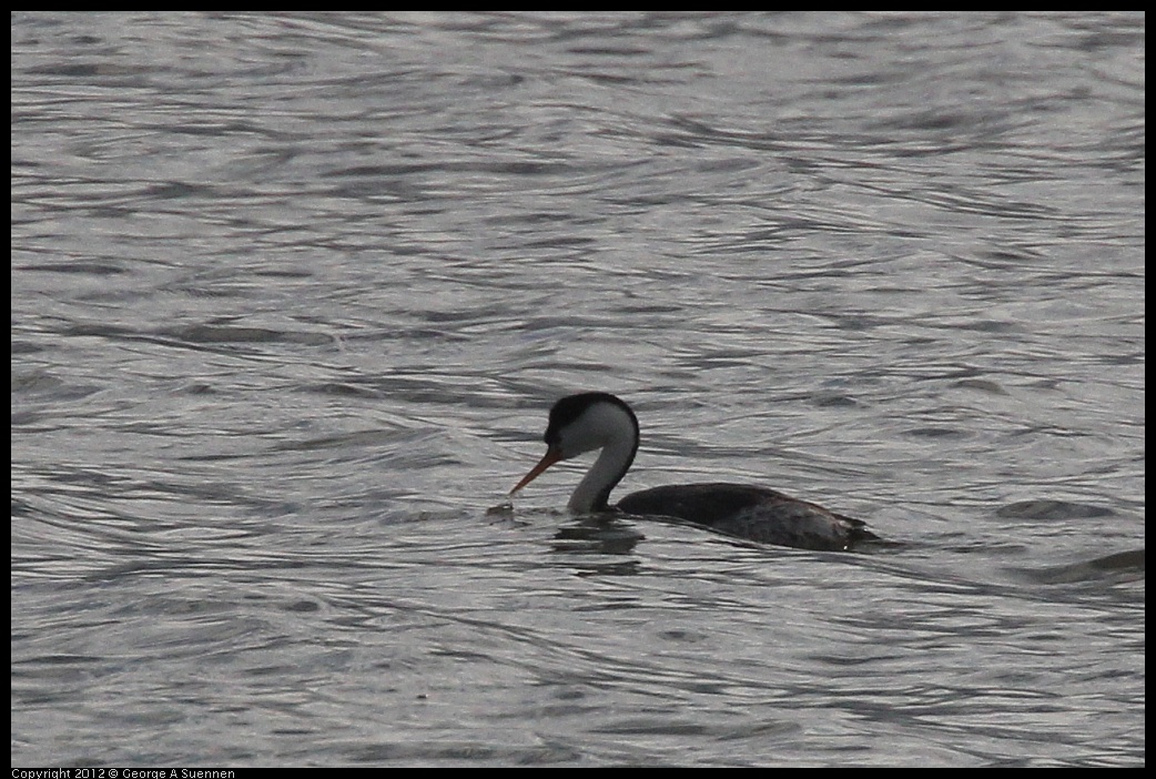 0424-080839-01.jpg - Clark's Grebe