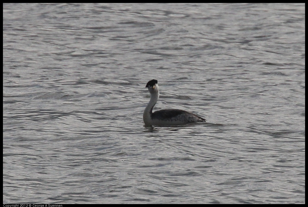 0424-080839-02.jpg - Clark's Grebe