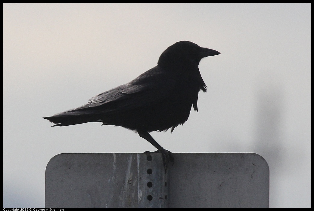 0424-080852-02.jpg - American Crow