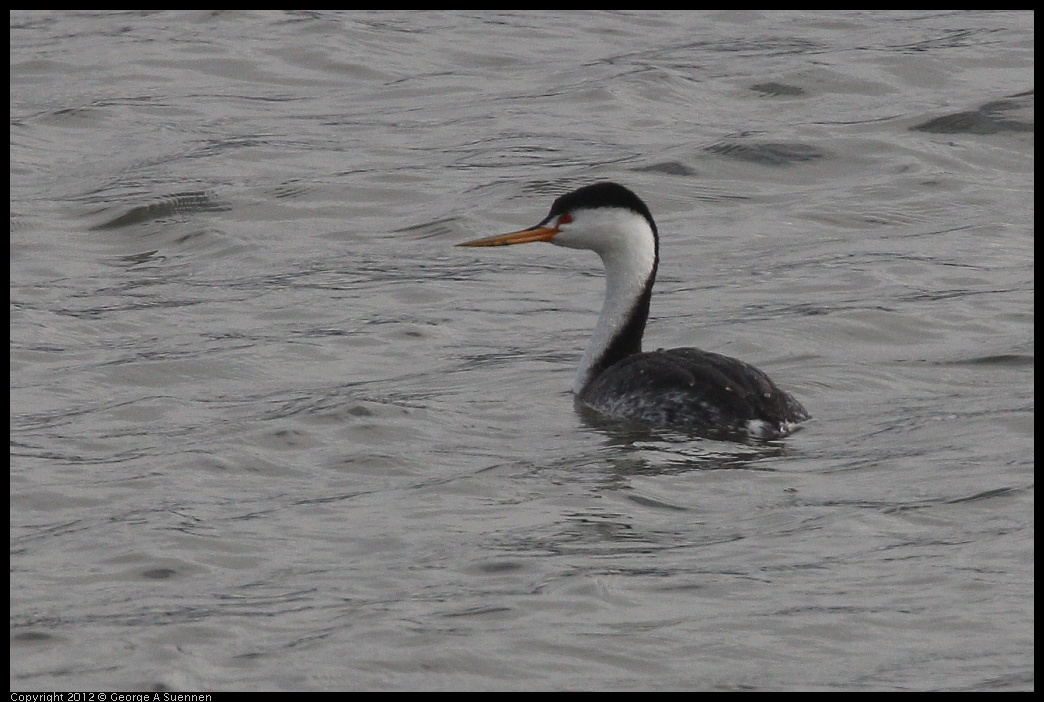 0424-081031-01.jpg - Clark's Grebe