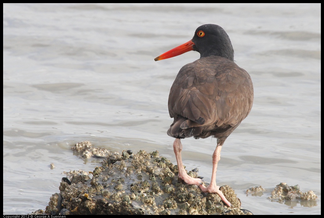 0424-081550-01.jpg - Black Oystercatcher