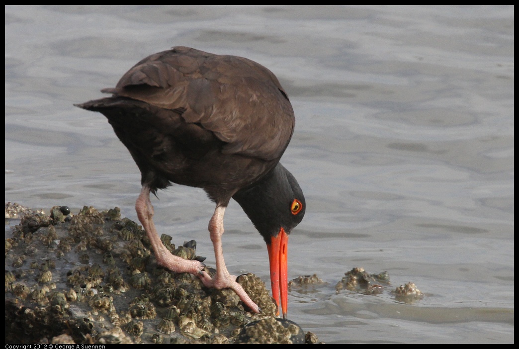 0424-081551-01.jpg - Black Oystercatcher