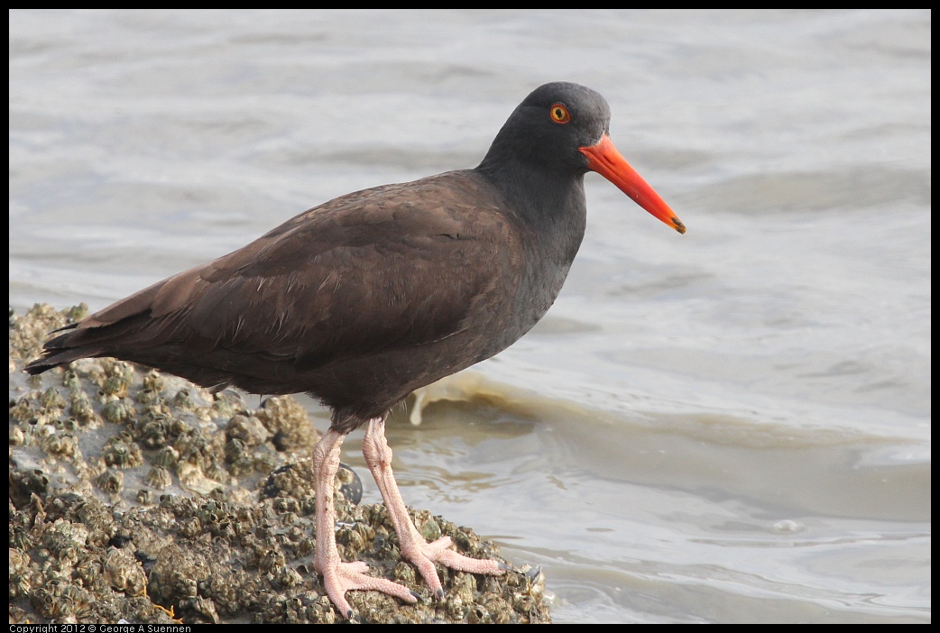 0424-081609-02.jpg - Black Oystercatcher