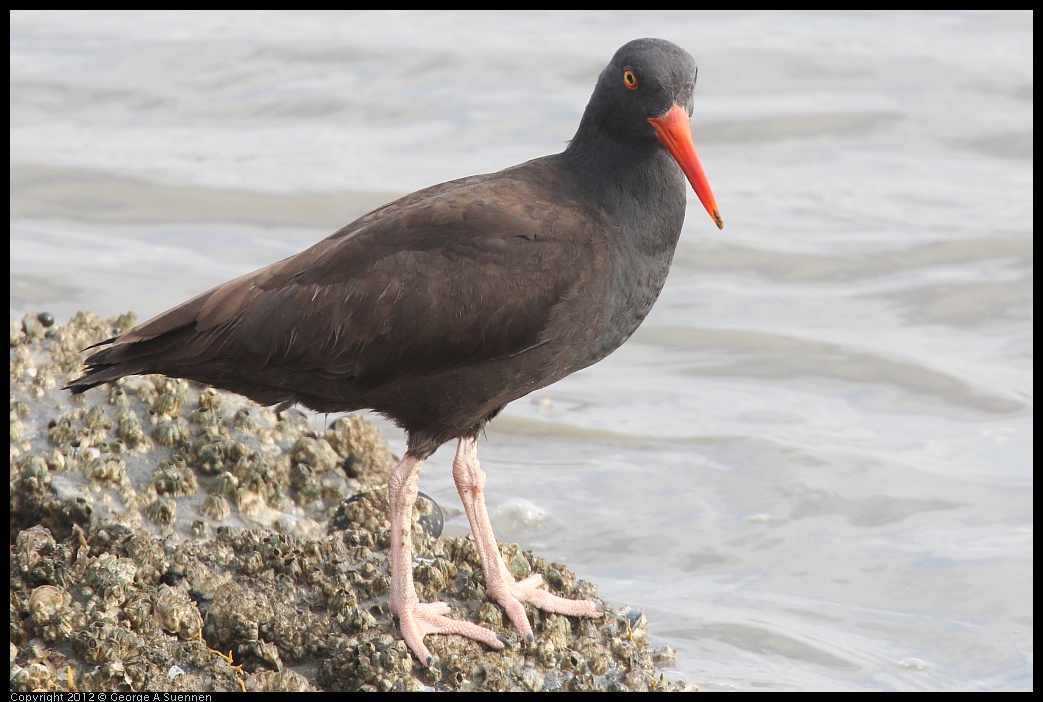 0424-081610-03.jpg - Black Oystercatcher