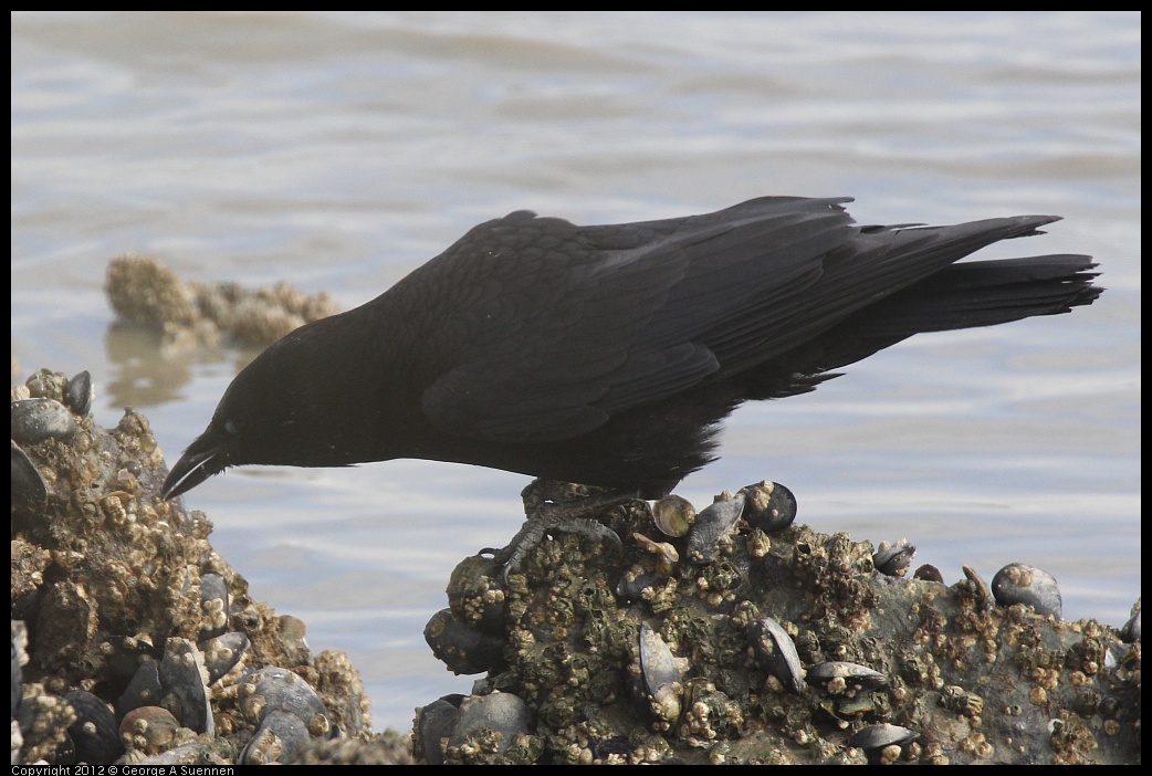 0424-081615-01.jpg - American Crow