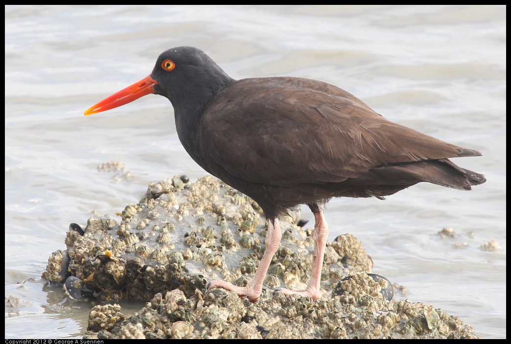 0424-081636-01.jpg - Black Oystercatcher