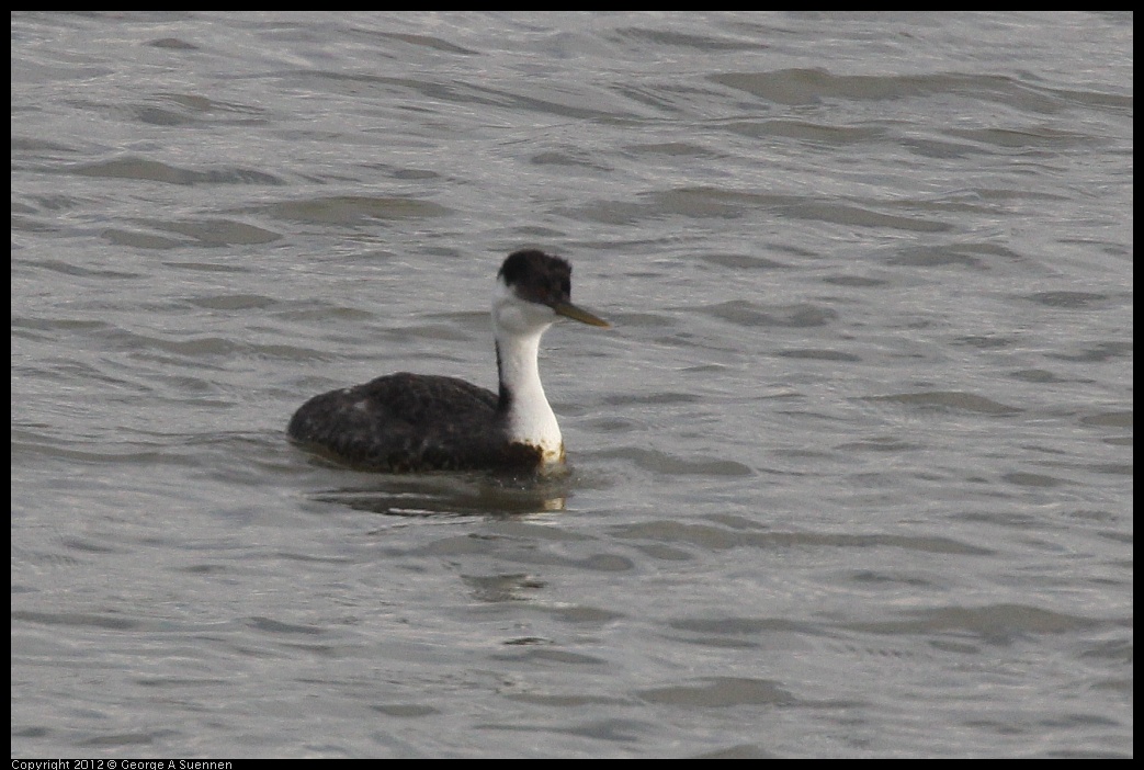 0424-081829-05.jpg - Western Grebe