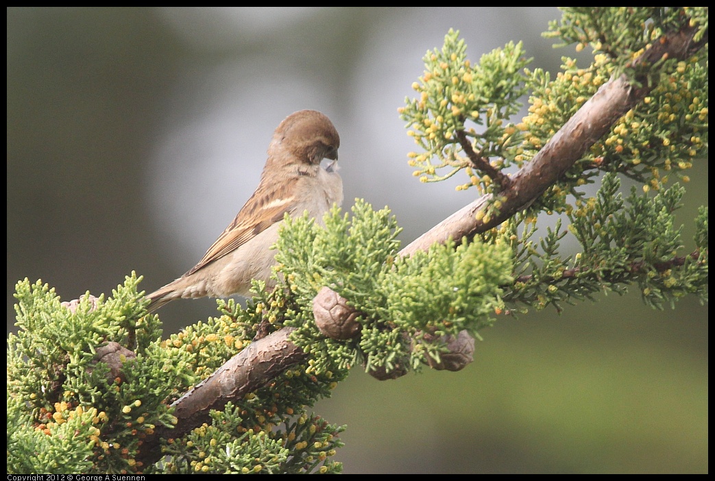 0424-082133-02.jpg - House Finch