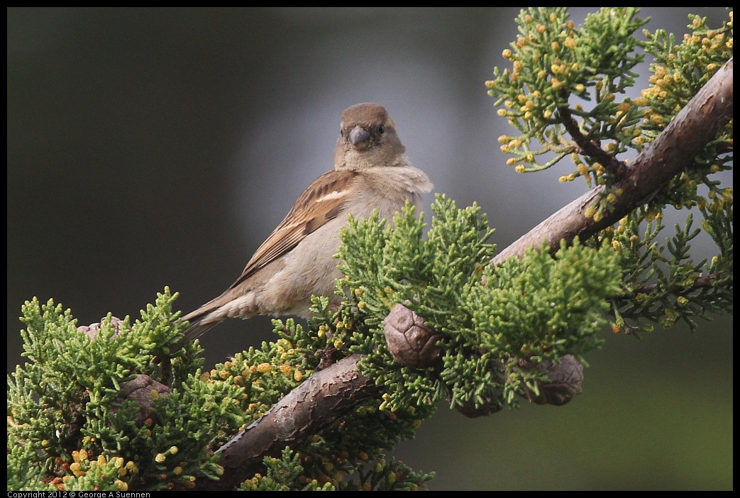 0424-082137-01.jpg - House Finch