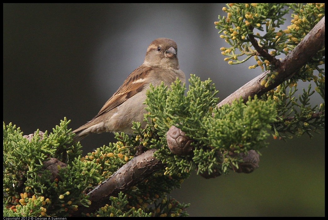 0424-082138-01.jpg - House Finch