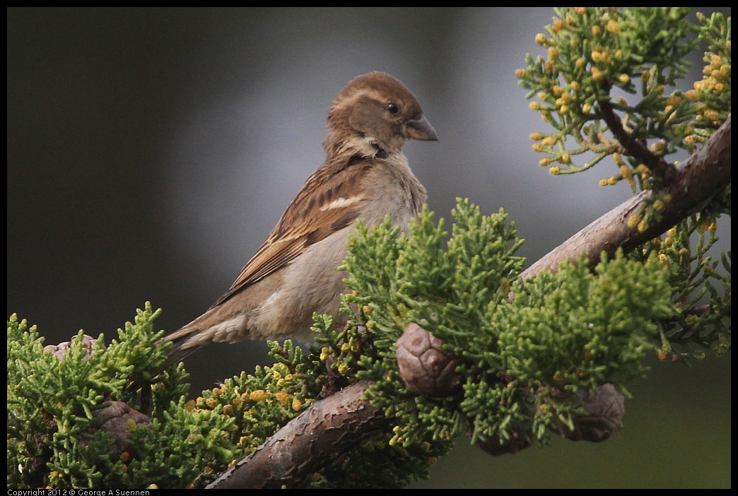 0424-082142-02.jpg - House Finch