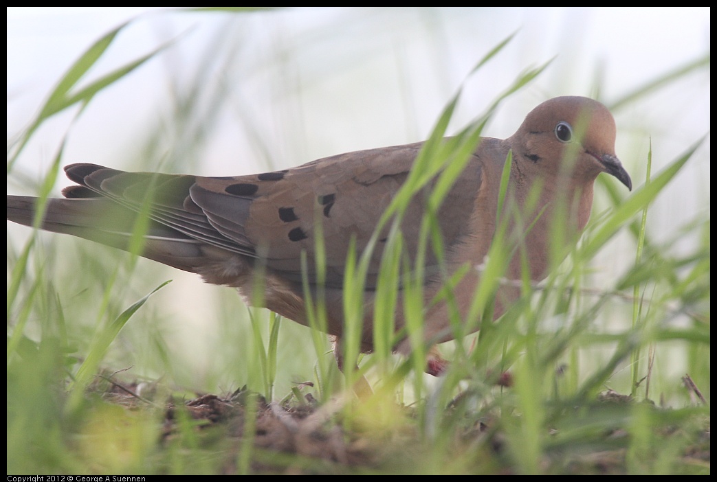 0424-082506-01.jpg - Mourning Dove