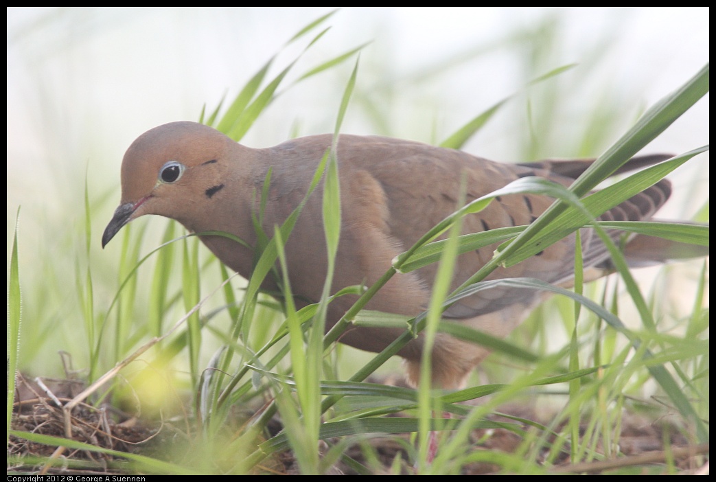 0424-082511-03.jpg - Mourning Dove