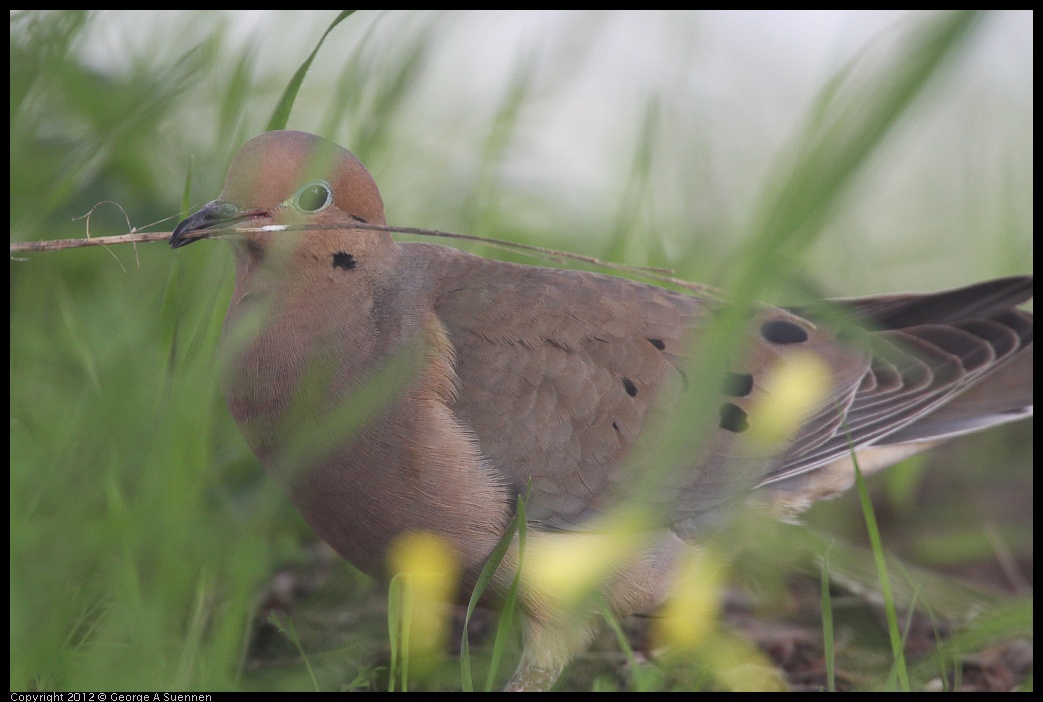 0424-082521-01.jpg - Mourning Dove