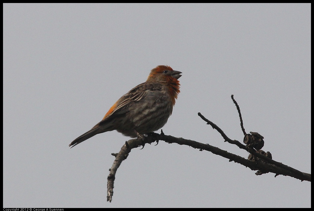 0424-082836-05.jpg - House Finch