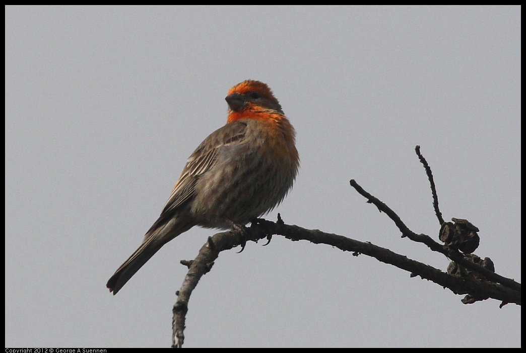 0424-082842-02.jpg - House Finch