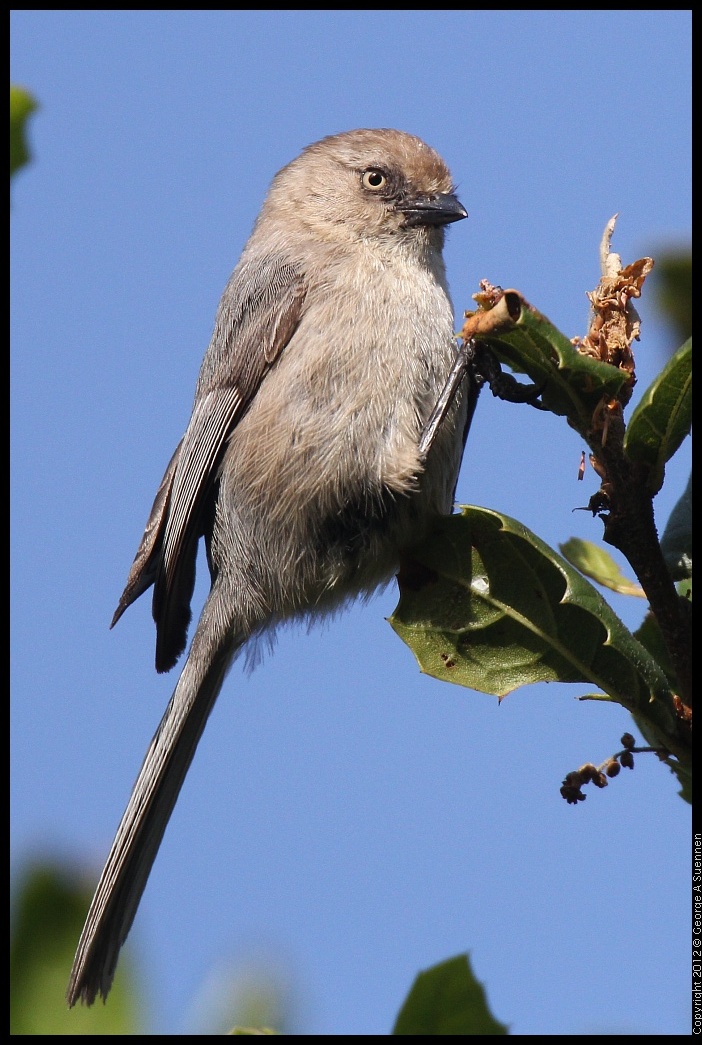 0429-171355-02.jpg - Bushtit