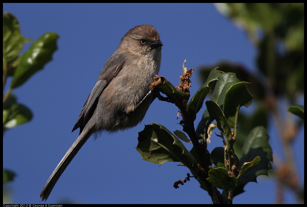 0429-171357-01.jpg - Bushtit