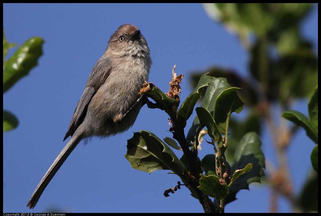 0429-171357-03.jpg - Bushtit