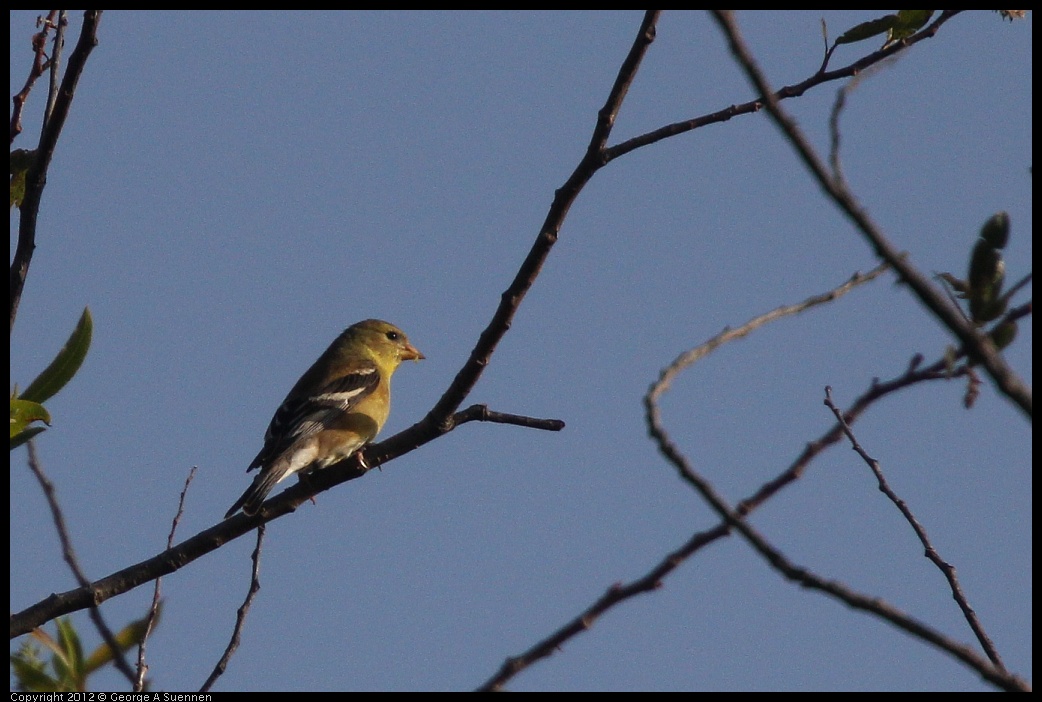 0429-171456-01.jpg - American Goldfinch