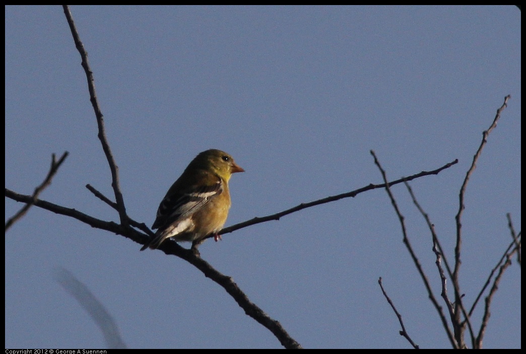 0429-171527-02.jpg - American Goldfinch