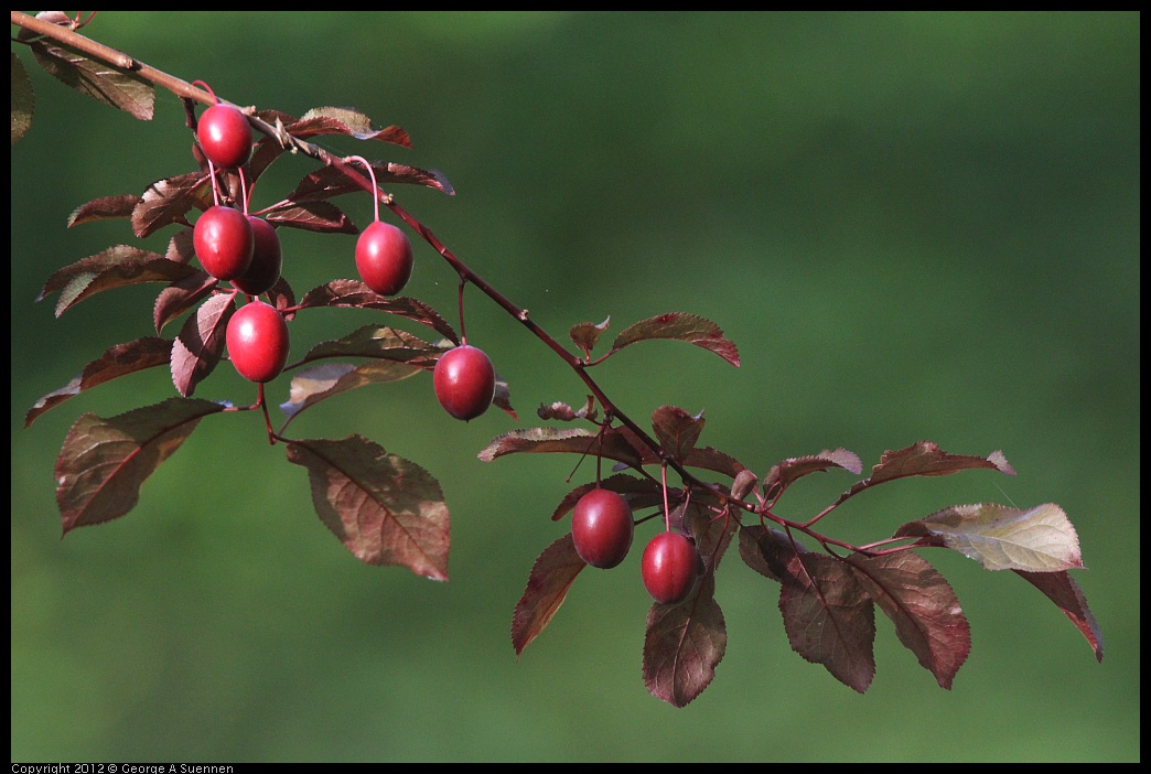 0429-172636-02.jpg - Fruit Tree