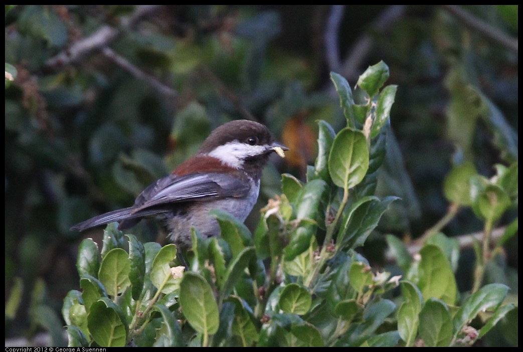 0429-175830-02.jpg - Chestnut-backed Chickadee