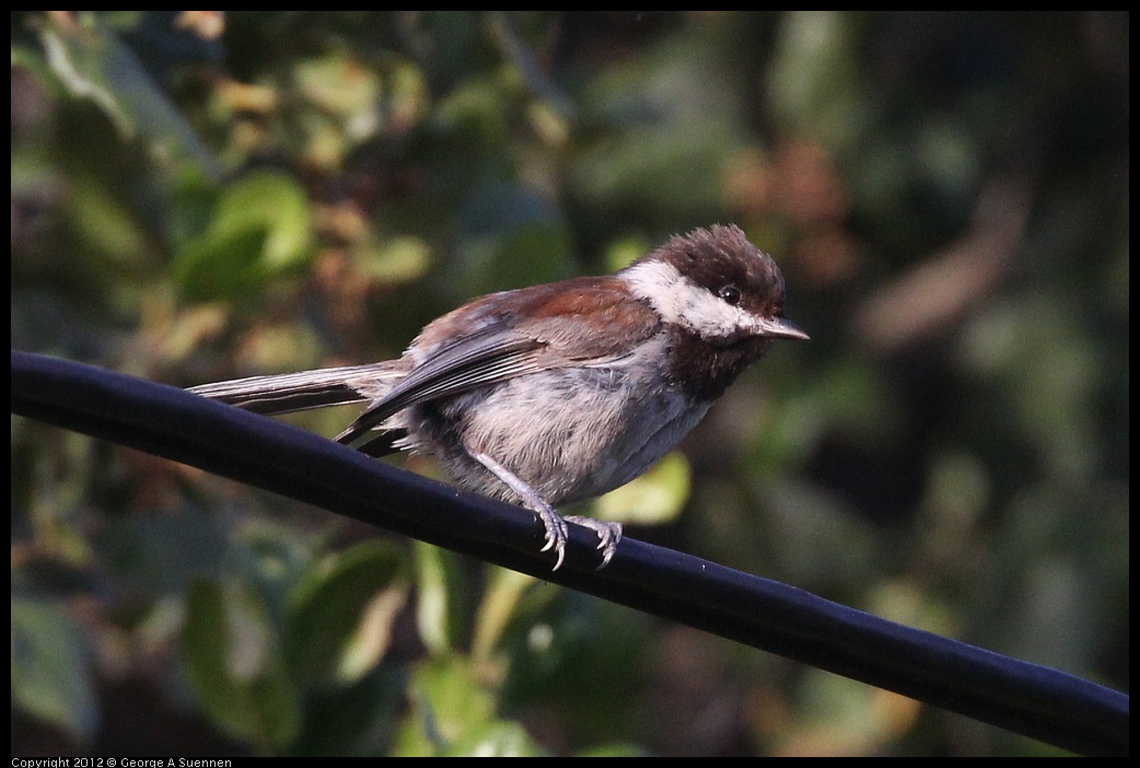 0429-180000-01.jpg - Chestnut-backed Chickadee