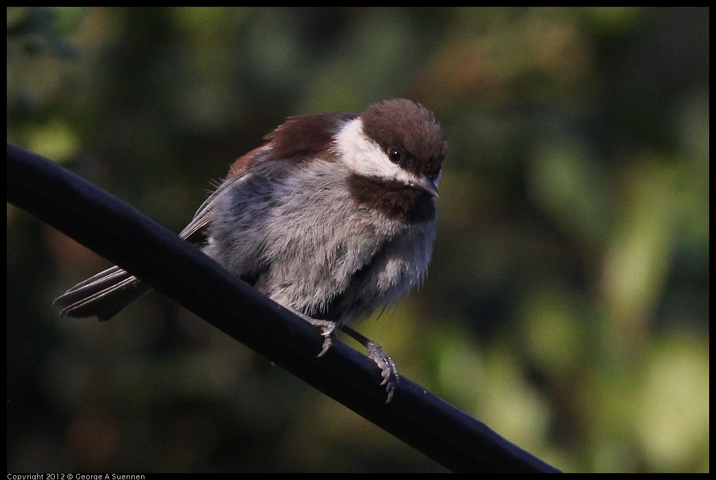 0429-180014-03.jpg - Chestnut-backed Chickadee