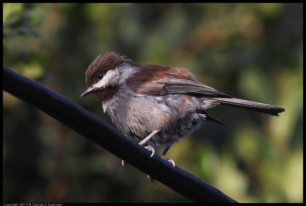 0429-180037-01.jpg - Chestnut-backed Chickadee