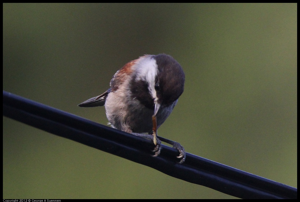 0429-180310-02.jpg - Chestnut-backed Chickadee