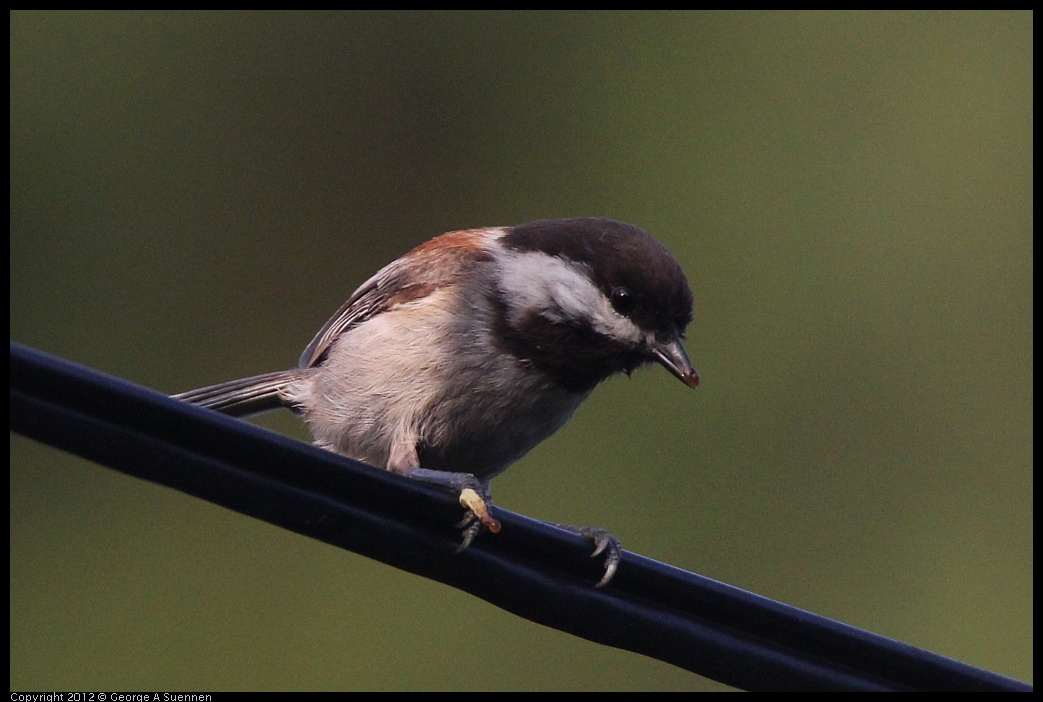 0429-180311-02.jpg - Chestnut-backed Chickadee