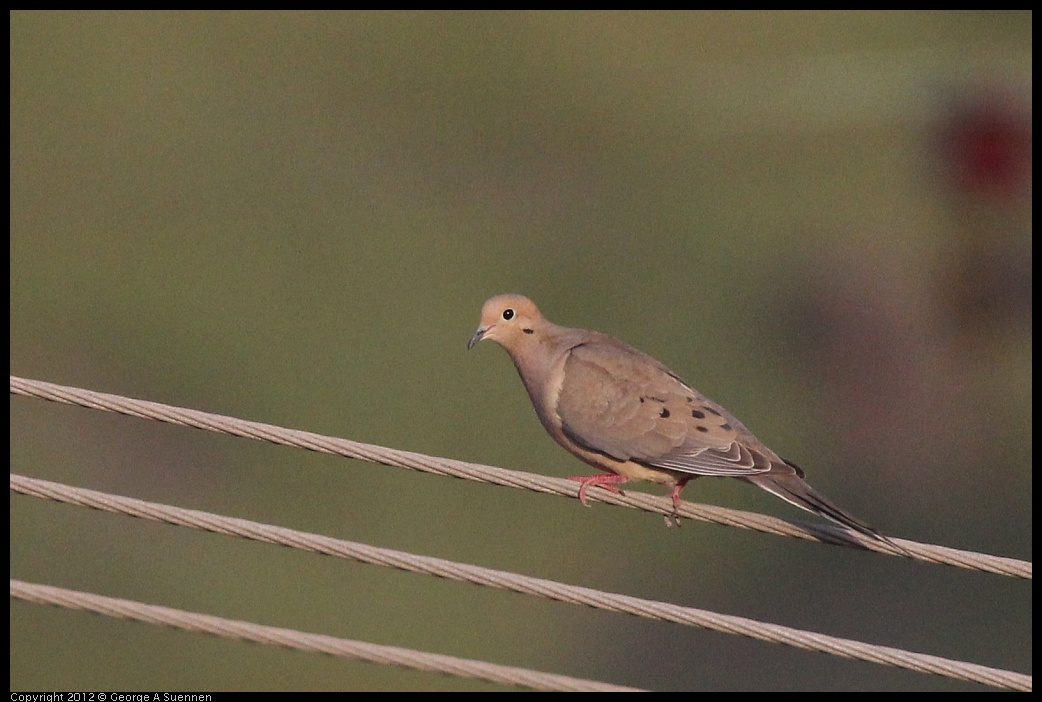 0429-181332-01.jpg - Mourning Dove