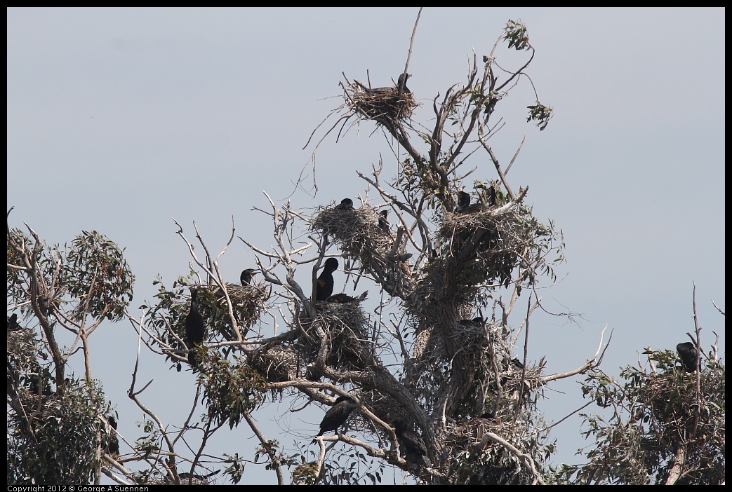 0430-133316-01.jpg - Double-crested Cormorant