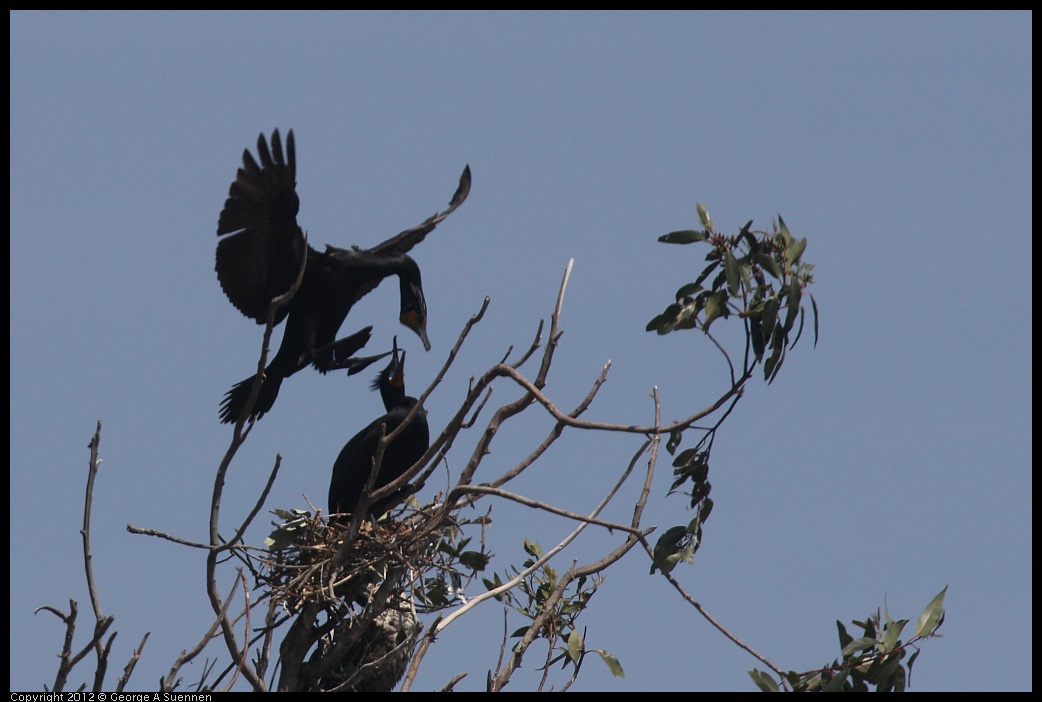 0430-133344-01.jpg - Double-crested Cormorant