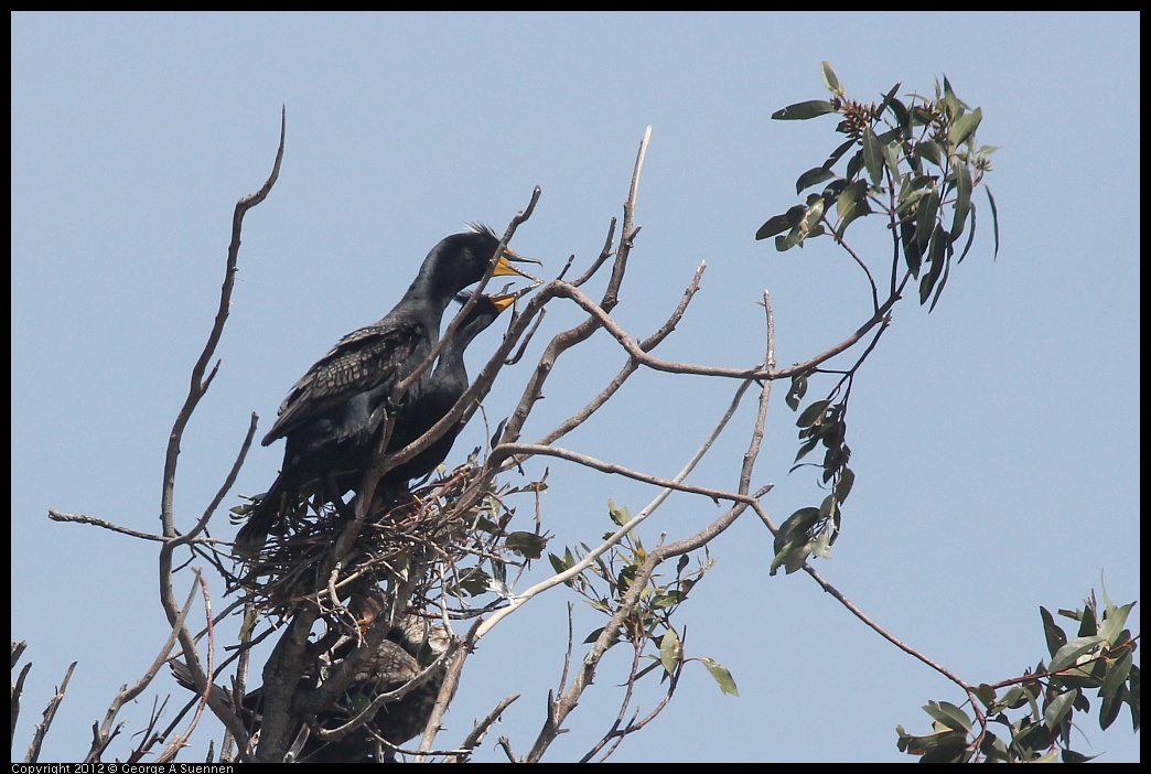 0430-133349-01.jpg - Double-crested Cormorant