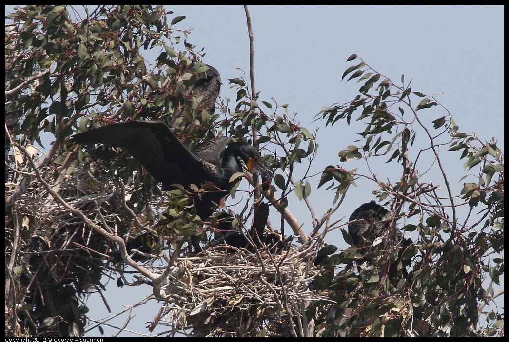 0430-133427-04.jpg - Double-crested Cormorant