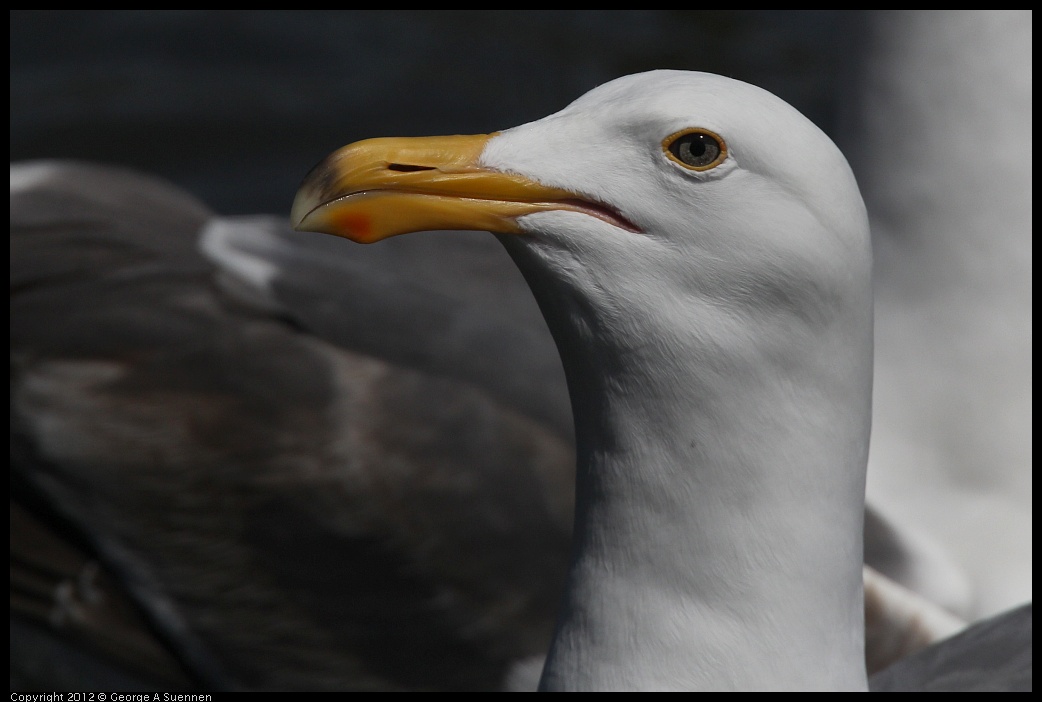 0430-133654-01.jpg - Gull