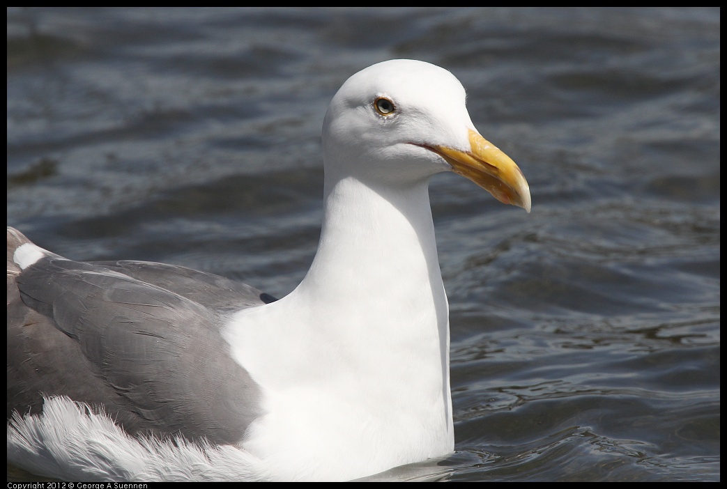 0430-133737-01.jpg - Gull