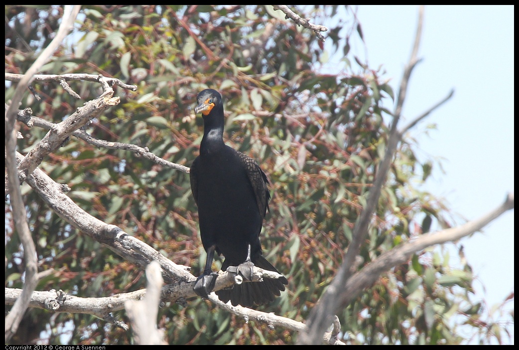 0430-133800-01.jpg - Double-crested Cormorant